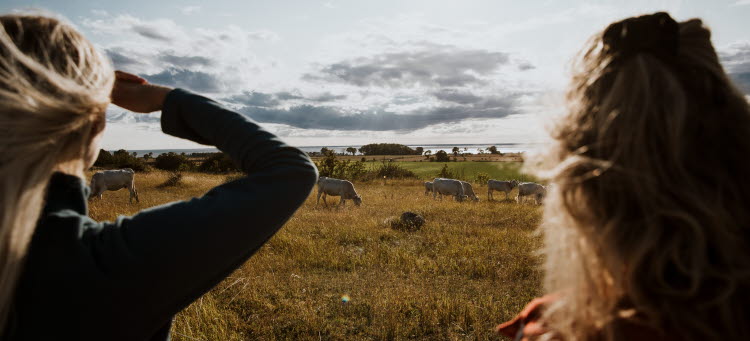 Två personer som blickar ut över ett öppet landskap med kor som betar.