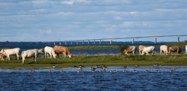 Kor äter gräs i Beijershamn naturreservat på Öland med Ölandsbron i bakgrunden.