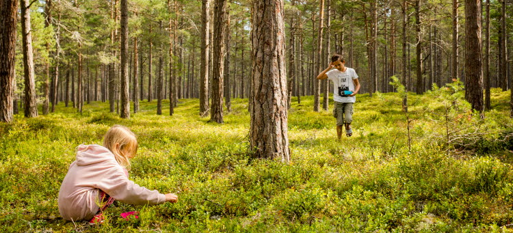 Flicka blockar bär i somrig skog.